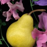 Jo Malone English Pear & Sweet Pea Woda Kolońska 100ml - 3