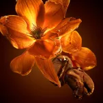 Hugo Boss The Scent For Her Intense Woda Perfumowana 50ml - 3